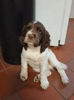 Engelse Springer Spaniel reutje met stamboom, Dieren en Toebehoren, Honden | Retrievers, Spaniëls en Waterhonden, Reu, 8 tot 15 weken