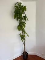 Money Tree (Pachira aquatica), Ophalen, Zomer, Volle zon