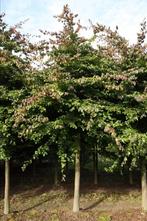 Parrotia persica Perzisch ijzerhout mooie rode herfstkleuren, Tuin en Terras, Overige soorten, Volle zon, Vaste plant, Ophalen of Verzenden