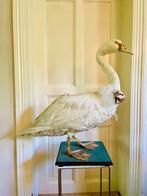 Grote Friese Knobbelzwaan (Museum stuk), Antiek en Kunst, Curiosa en Brocante, Ophalen