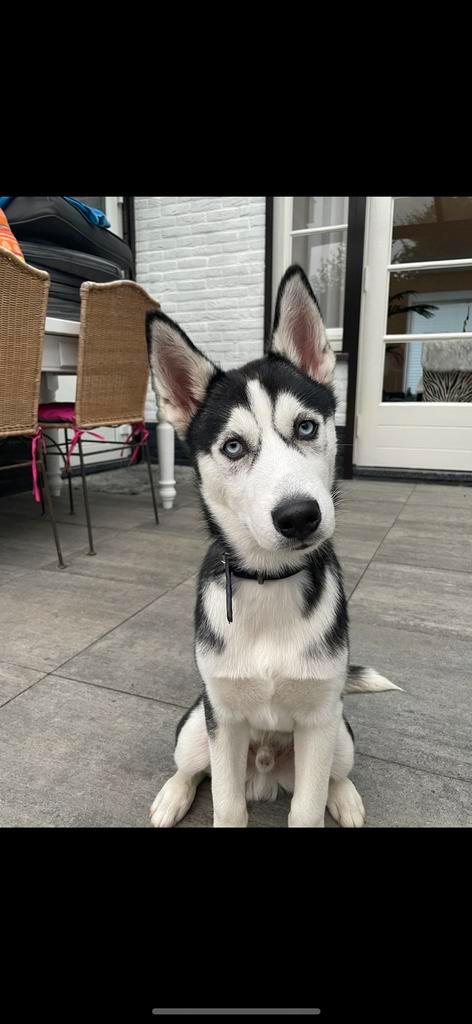 Dekreu Husky x Pomsky, Dieren en Toebehoren, Honden | Dekreuen, Reu, Fokker | Hobbymatig, Eén hond, Nederland, 1 tot 2 jaar, CDV (hondenziekte)