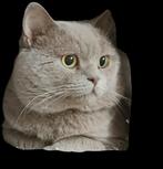 Dekkater brits korthaar Lilac, Dieren en Toebehoren, Katten en Kittens | Dekkaters, 3 tot 5 jaar