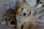 Sportieve tibetaanse terrier x labradoodle pups.(medium), Dieren en Toebehoren, Nederland, Overige rassen, 8 tot 15 weken, CDV (hondenziekte)