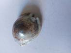 Schelp, Verzamelen, Mineralen en Fossielen, Ophalen of Verzenden, Schelp(en)
