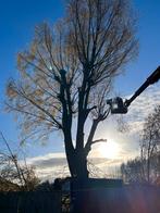 Gratis Wilgentakken, Tuin en Terras, Planten | Bomen, Ophalen of Verzenden, Overige soorten, 100 tot 250 cm