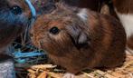 Lieve cavia’s te koop, 2 nestjes, 7 in totaal, Dieren en Toebehoren, Knaagdieren, September, Meerdere dieren, Cavia