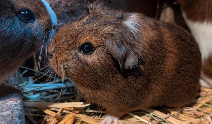 Lieve cavia’s te koop, 2 nestjes, 7 in totaal, Dieren en Toebehoren, Knaagdieren, Meerdere dieren, Cavia, September