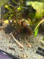 Rineloricaria spec. zweepstaart meerval, Vis, Zoetwatervis, Schoolvis