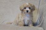 Lieve kleine Maltipoo pups, Dieren en Toebehoren, Honden | Chihuahua's en Gezelschapshonden, Maltezer, Nederland, CDV (hondenziekte)