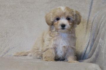 Lieve kleine Maltipoo pups beschikbaar voor biedingen