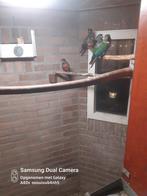 3x pyrhhura perlata, Dieren en Toebehoren, Mannelijk, Parkiet, Geringd