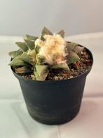 Ariocarpus - Zeldzame Cactus, Tuin en Terras, Planten | Tuinplanten, Overige soorten, Volle zon, Vaste plant, Ophalen of Verzenden