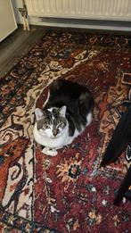 Europese kater zoekt warme huis, Dieren en Toebehoren, Katten en Kittens | Raskatten | Korthaar, Kater, Ontwormd, 3 tot 5 jaar