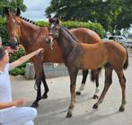 Superlieve mensgerichte 9 jarige fokmerrie, Dieren en Toebehoren, Paarden, Merrie, Dressuurpaard, 0 tot 2 jaar