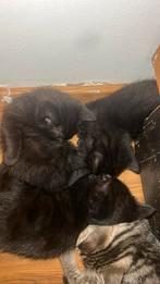 Kitten, Dieren en Toebehoren, Katten en Kittens | Raskatten | Langhaar, Geslacht onbekend, 0 tot 2 jaar