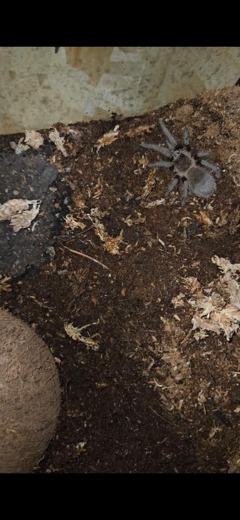 Gezocht, Dieren en Toebehoren, Reptielen en Amfibieën, 0 tot 2 jaar, Met terrarium, Tam