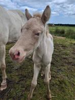 Veulens, jaarling, 2 jarige ijslanders en rocky mountain, Dieren en Toebehoren, Minder dan 160 cm, Niet van toepassing, Dressuurpaard