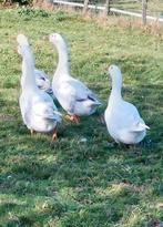 Ganzen te koop, Dieren en Toebehoren, Pluimvee, Meerdere dieren, Gans of Zwaan