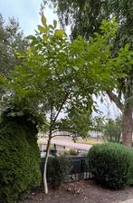 Walnoten boom, Tuin en Terras, Planten | Fruitbomen, Lente, Volle zon, Ophalen of Verzenden, 250 tot 400 cm