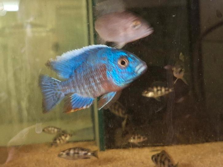 Aulonocara turkis, Dieren en Toebehoren, Vissen | Aquariumvissen, Vis