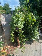 Witte druif ongeveer 4 meter lang. 6 jaar oud., Volle zon, Lente, 400 cm of meer, Overige soorten