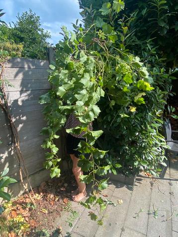 Witte druif ongeveer 4 meter lang. 6 jaar oud. beschikbaar voor biedingen