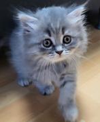 Britse langhaar kittens,  9 weken oud super mooi! Ingeënt, Dieren en Toebehoren, Meerdere dieren, Ontwormd, 0 tot 2 jaar