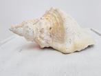 triplofusus giganteus schelp, Ophalen of Verzenden, Schelp(en)