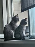 Raszuivere Britsekorthaar kitten poesje, Dieren en Toebehoren, 0 tot 2 jaar