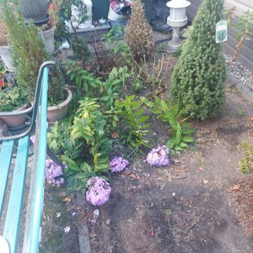 Enkele bossen Phlox bright eyes beschikbaar voor biedingen