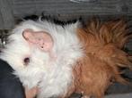 TK 3 mooie lunkarya zeugjes, Cavia, Vrouwelijk, Tam, Oktober