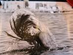 Foto poster 40x25 onbeschadigd vrouw haar uit water mooi, Natuur, 1980 tot heden, Foto, Ophalen of Verzenden