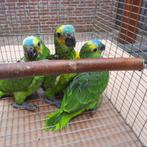 2 Geelschouder-blauwvoorhoofd-amazone-papegaaien ((TAM)), Dieren en Toebehoren, Vogels | Parkieten en Papegaaien, Geslacht onbekend