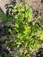 Diverse planten, Tuin en Terras, Planten | Tuinplanten, Ophalen of Verzenden, Overige soorten, Volle zon