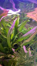Hygrophila corymbosa, Dieren en Toebehoren, Vissen | Aquariumvissen, Vis