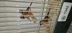 3 jonge spitsstaartamadine (geslacht nog onbekent), Dieren en Toebehoren, Meerdere dieren, Tropenvogel