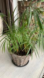 DYPSIS LUTESCENS Goudpalm kamerplant plant, Ophalen, Overige soorten, Minder dan 100 cm