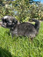Prachtige boomer pups, Dieren en Toebehoren, Maltezer, 8 tot 15 weken, Meerdere, Meerdere dieren