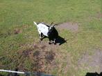 Zwartstippel dwerggeit, Dieren en Toebehoren, Schapen, Geiten en Varkens, Vrouwelijk, Geit
