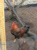 Prachtige wyandotte krielhaan goud gezoomd, Dieren en Toebehoren, Mannelijk, Kip