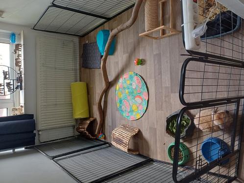 Twee konijnen met toebehoren, Dieren en Toebehoren, Konijnen, Middelgroot, Meerdere dieren, 3 tot 5 jaar, Hangoor