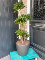 Mooie verrijdbare grijze pot  met plant en aqua system, Kunststof, Minder dan 30 cm, Minder dan 60 cm, Rond