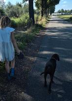 1 Duitse staande korthaar pup met gratis opvoedingsadvies ☆, Dieren en Toebehoren, Honden | Setters en Staande honden, Duitse Staande hond