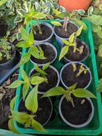 Ananas pineapple salie salvia elegans rode bloemen, Ophalen, Volle zon, Zomer, Groenteplanten
