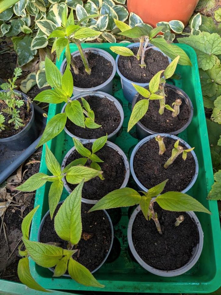 Ananas pineapple salie salvia elegans rode bloemen, Tuin en Terras, Planten | Tuinplanten, Vaste plant, Groenteplanten, Volle zon