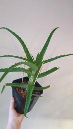 Aloë arborescens vetplant potmaat 14cm, Vetplant, Ophalen of Verzenden, In pot, Minder dan 100 cm