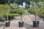 Olijfboom | Olea europaea, Bloeit niet, 100 tot 250 cm, Olijfboom, Ophalen