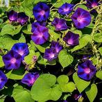 Plantjes Ipoemea 'Grandpa Ott'  Bio en écht gifvrij!, Ophalen, Volle zon, Groenteplanten, Eenjarig