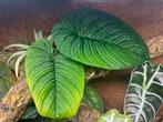 Philodendron lynnhannoniae, Ophalen of Verzenden, Overige soorten, Minder dan 100 cm