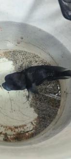 Frontosa brundi, Dieren en Toebehoren, Vissen | Aquariumvissen